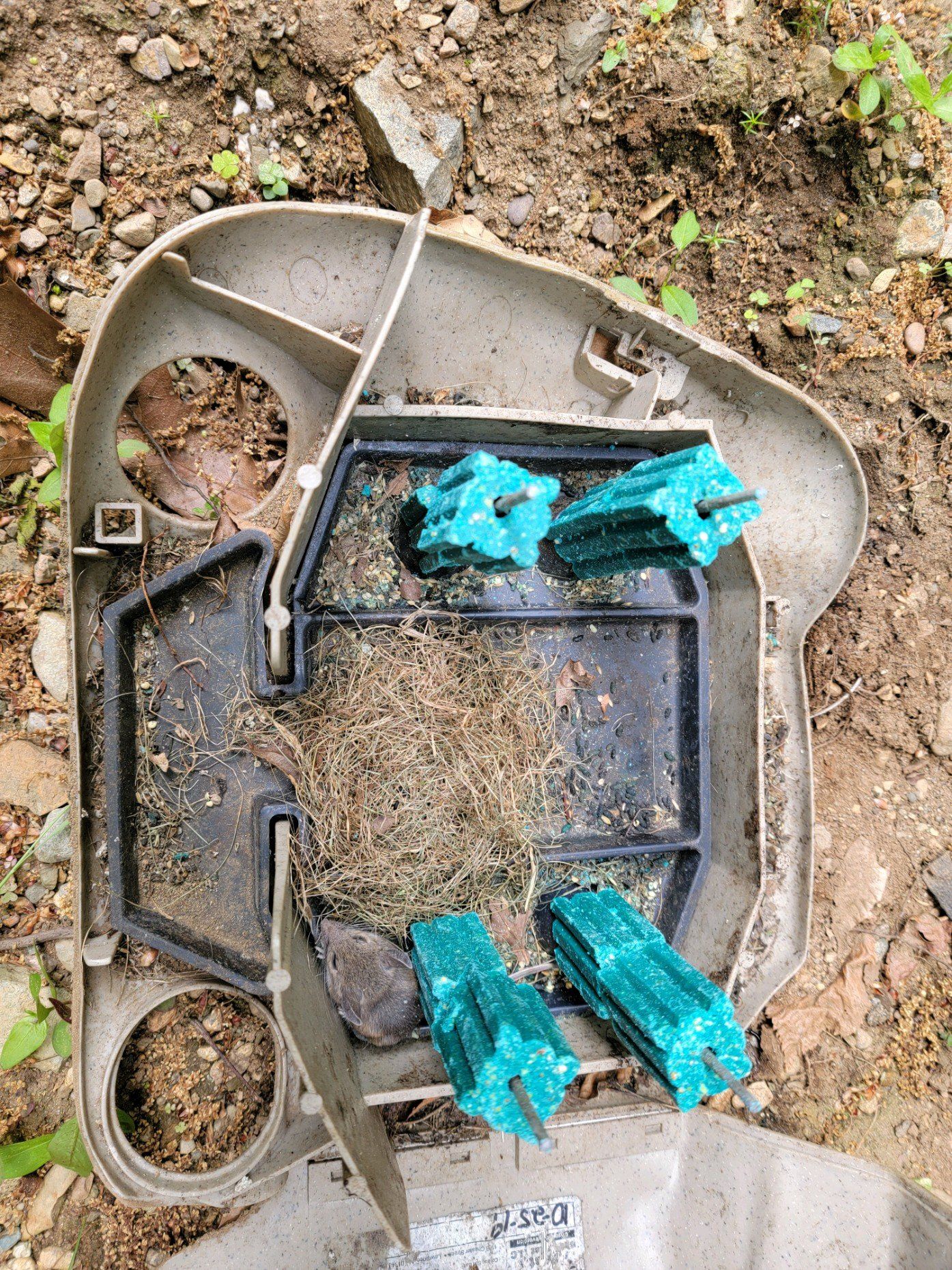 A mouse trap is sitting in the dirt on the ground.