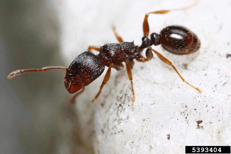 Pavement Ant