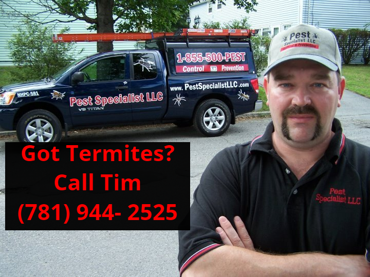 Over 30 experience with termite control in Wakefield Termite Control Wakefield MA