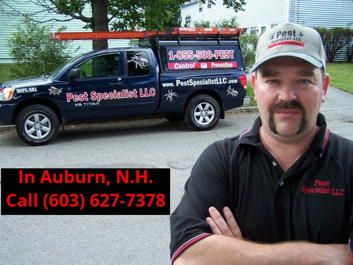 Pest Control Auburn, NH