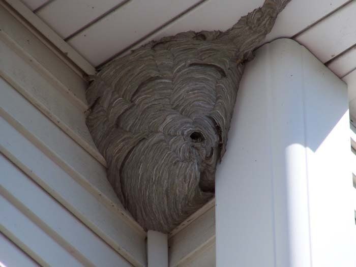 Pest Control Wenham, MA for hornets nest