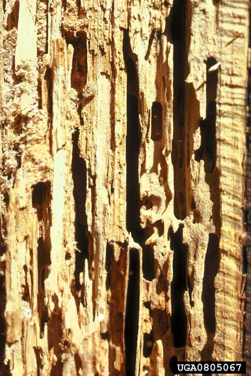 Carpenter Ant Wood Damage