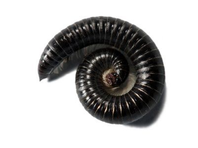 a close up of a black millipede on a white background .