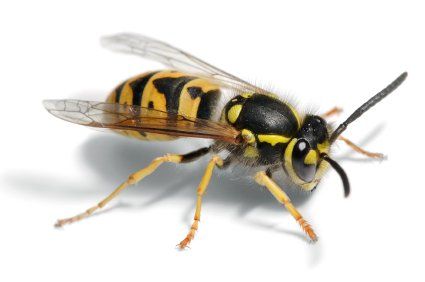 Bee -  Pest Library of Pest Specialists, LLC