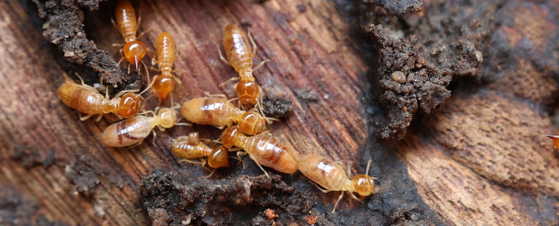 Termites Termite Damage