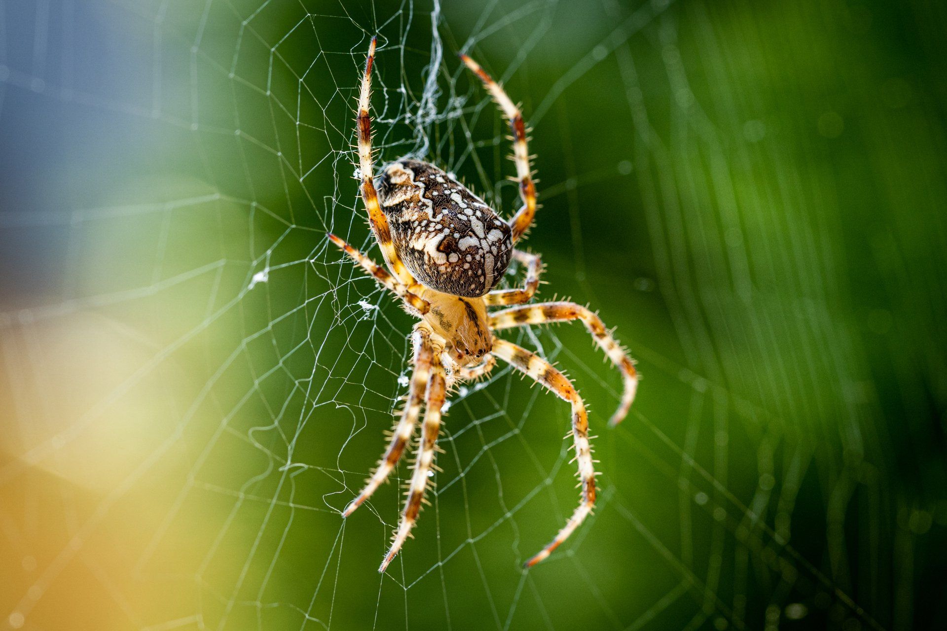 Spider -  Pest Library of Pest Specialists, LLC