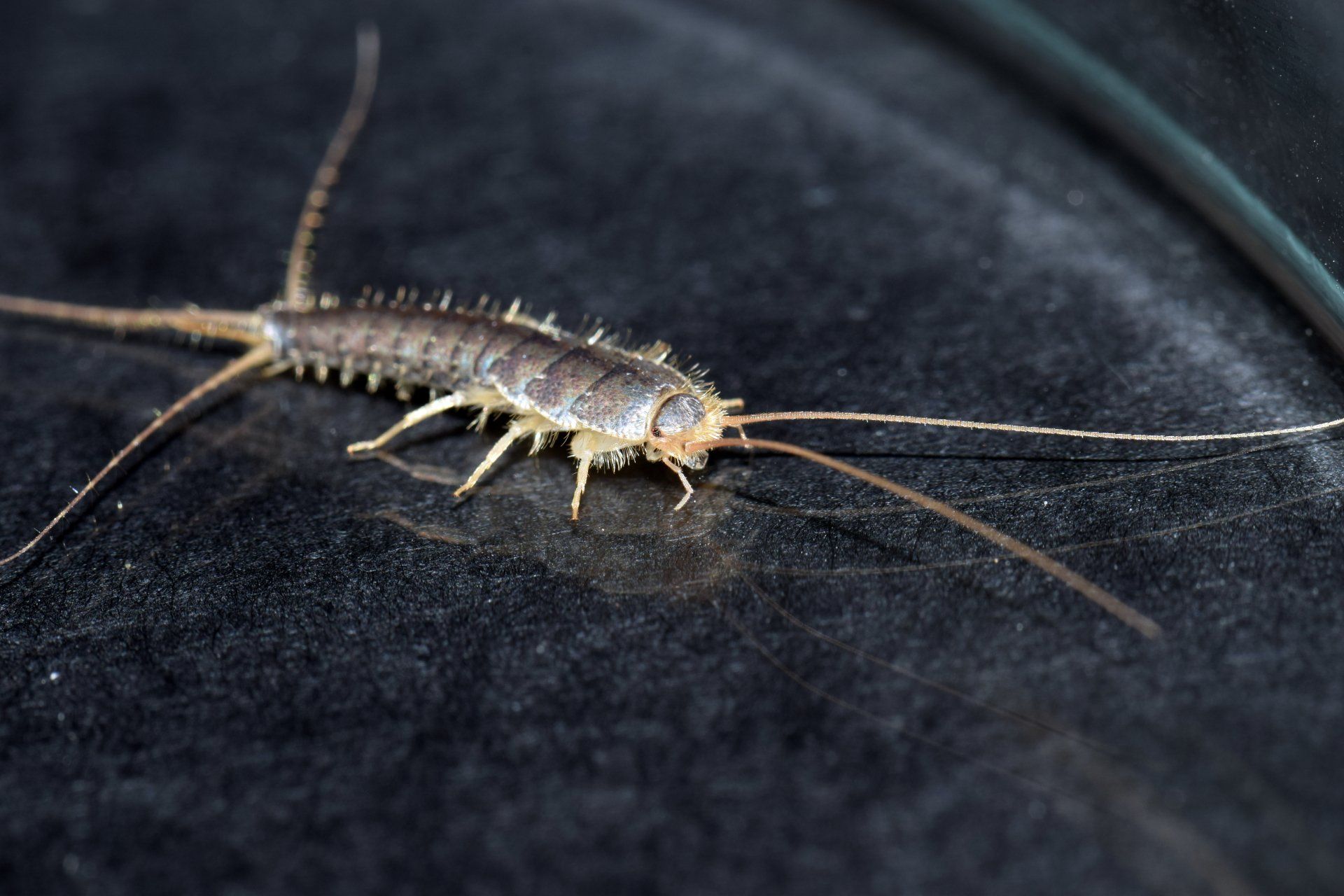 Silverfish Extermination