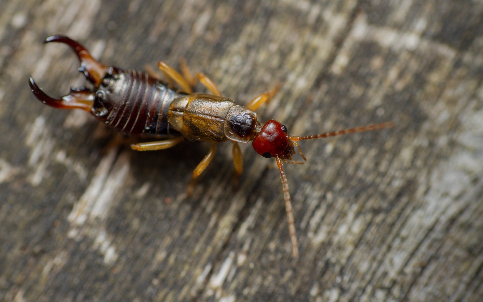 Earwig -  Pest Library of Pest Specialists, LLC