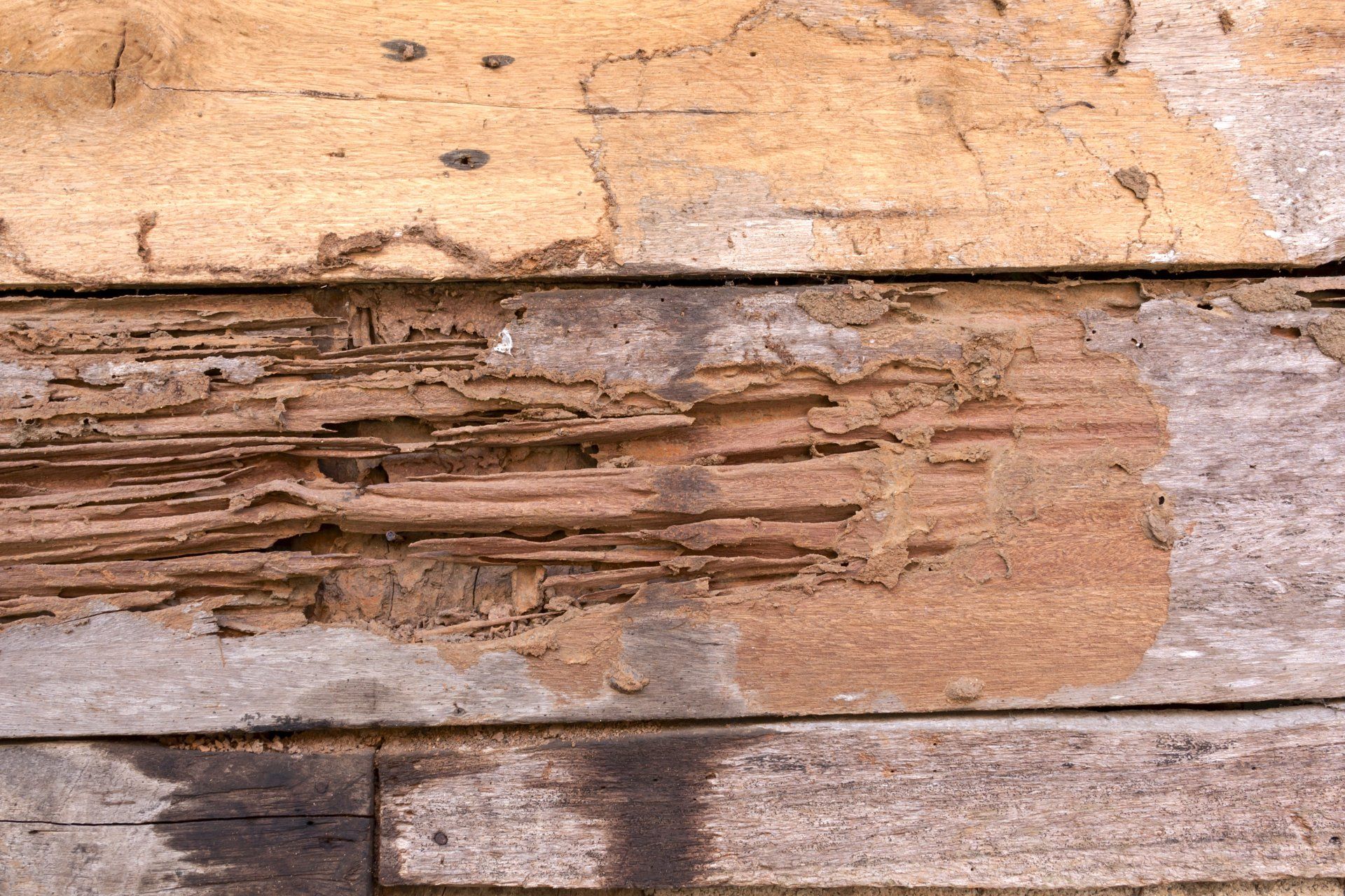 Termites that need Termite Control Services