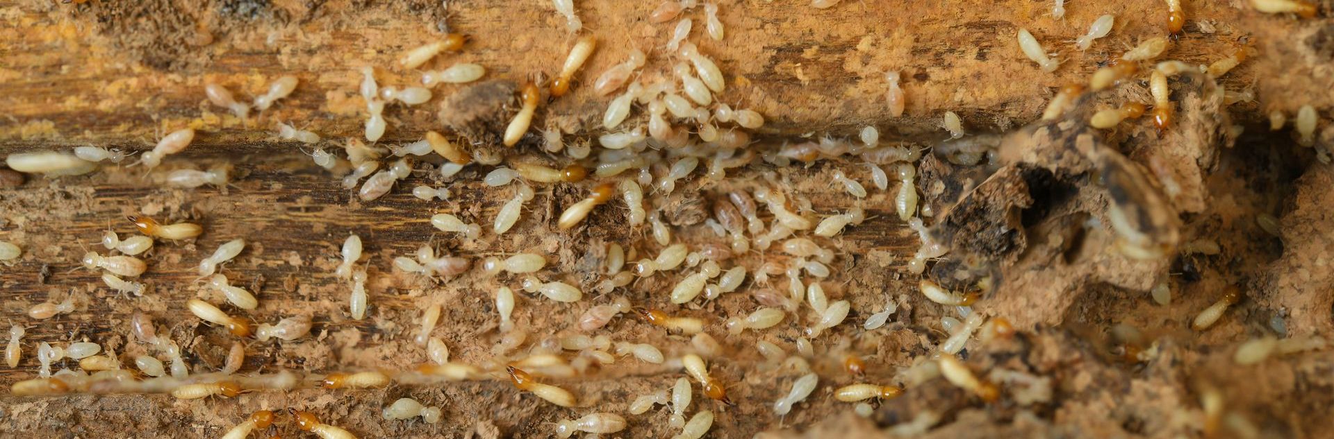 Trusted Eco-Friendly Pest Control Solutions in Barrington, NH