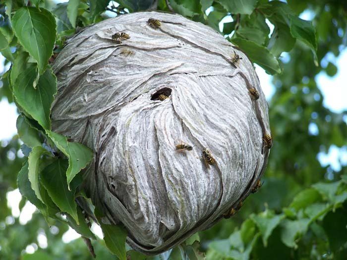 Yellow Jacket Nest Yellow Jacket Extermination