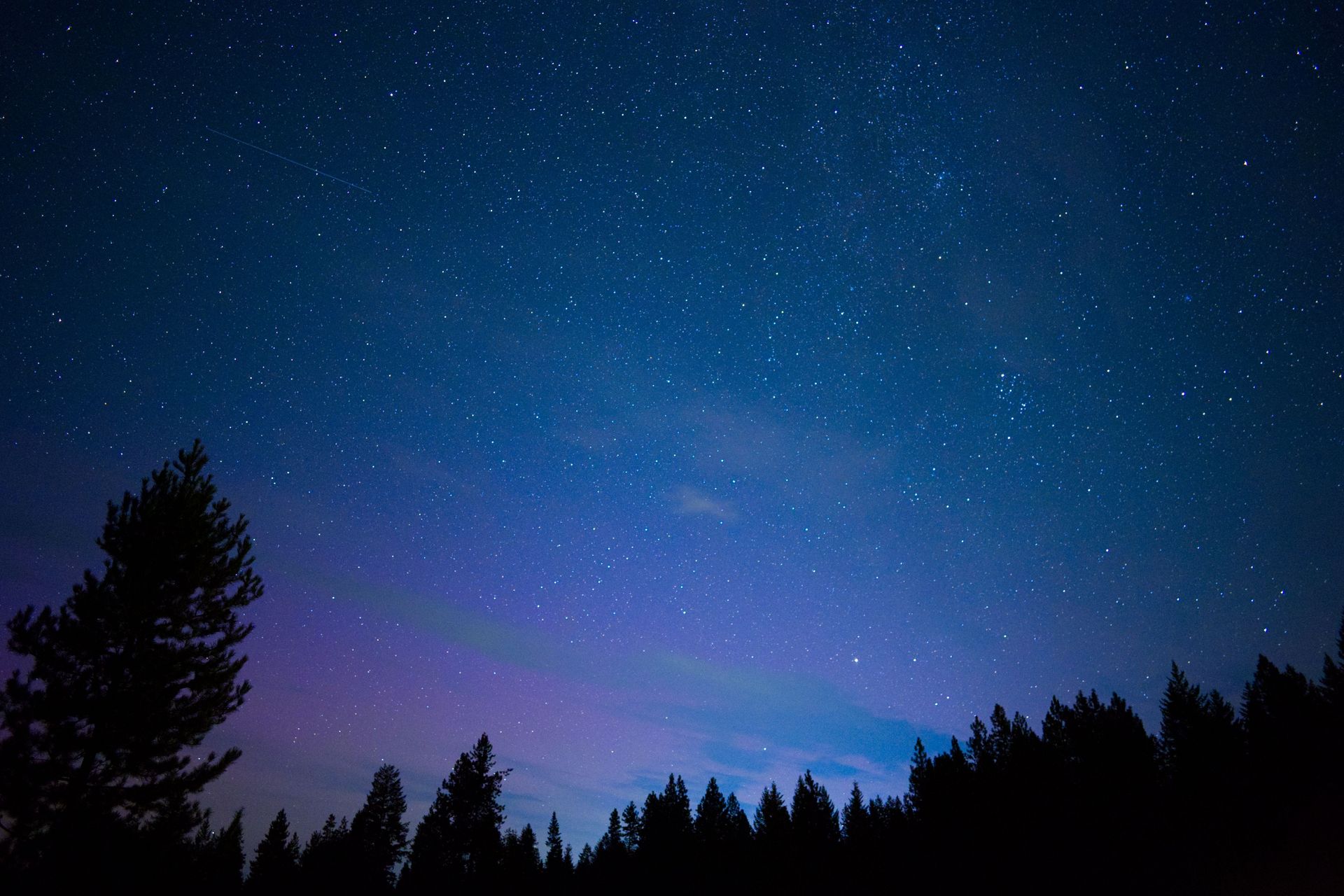 Starry night sky with a purple glow over silhouetted pine trees