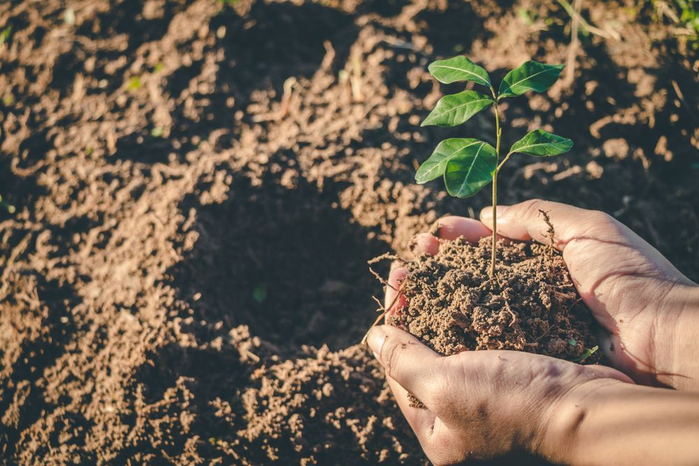 Hands Holding a Small Green Seedling With Soil — Environment Restoration Solutions in Waterview Heights, NSW