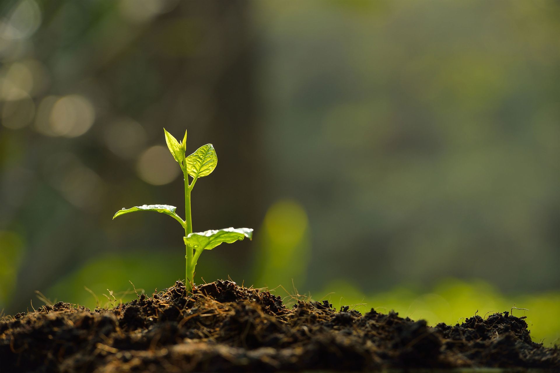 A Small Green Seedling Growing Out of Dark, Rich Soil — Environment Restoration Solutions in Armidale, NSW