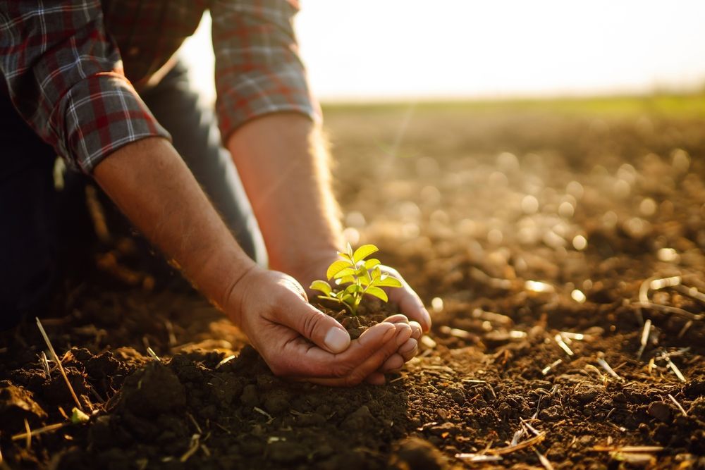A Person Gently Plants a Small Plant in the Soil — Environment Restoration Solutions in Coffs Harbour, NSW