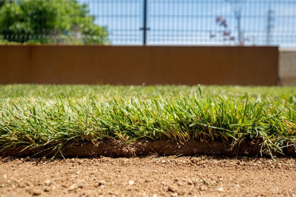 Close-up of green grass and soil in a park with a blurred fence and trees in the background — Environment Restoration Solutions in Waterview Heights, NSW