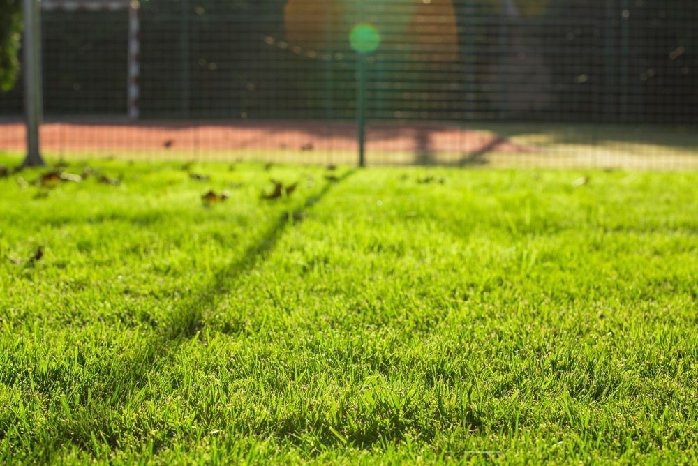 Green grass field near a fenced sports court in sunlight — Environment Restoration Solutions in Waterview Heights, NSW
