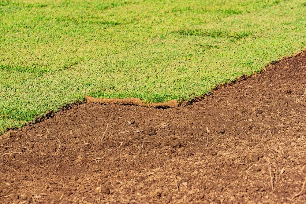 Green grass meeting a brown dirt patch along an uneven edge — Environment Restoration Solutions in Waterview Heights, NSW