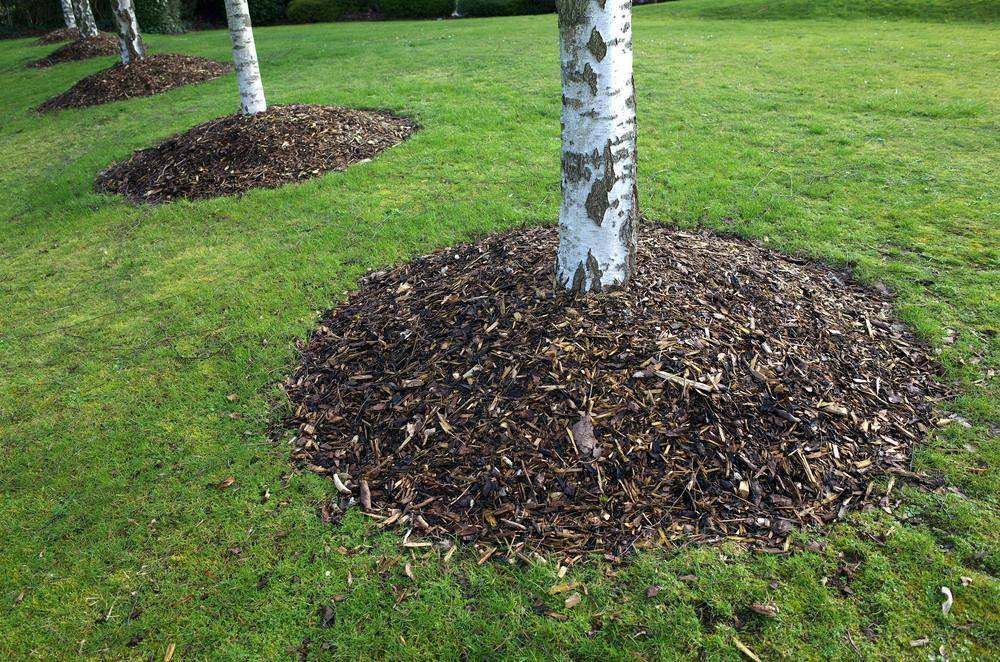 Two Birch Trees in A Grassy Lawn — Environment Restoration Solutions in Waterview Heights, NSW