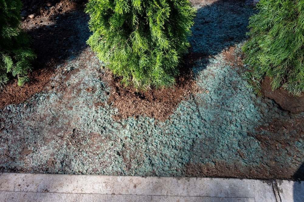 Shrub in A Mulch Bed Bordered by Gray Pavement — Environment Restoration Solutions in Waterview Heights, NSW