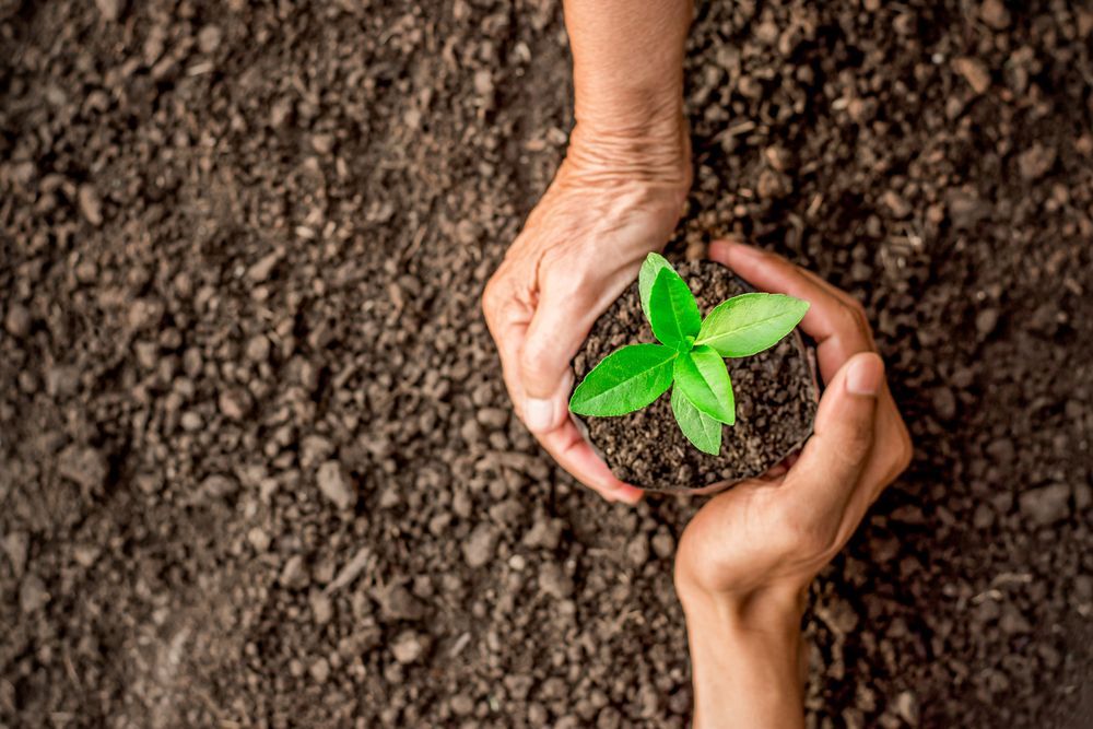 Two Hands Gently Cup a Small, Bright Green Seedling — Environment Restoration Solutions in Tweed Heads, NSW