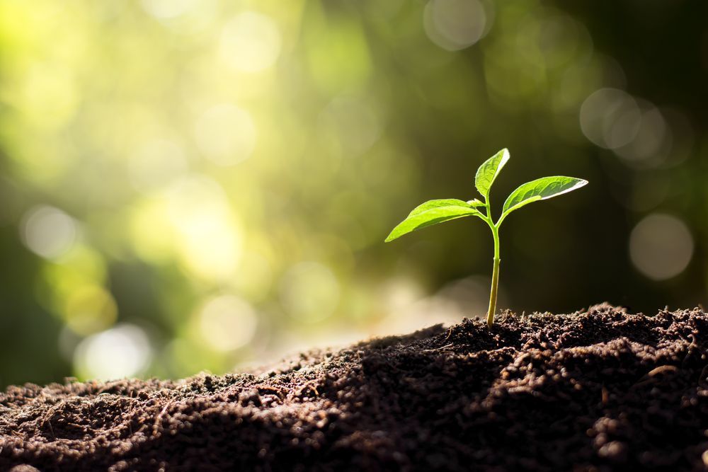 A Bright Green Seedling Sprouts From Dark, Rich Soil — Environment Restoration Solutions in Tweed Heads, NSW
