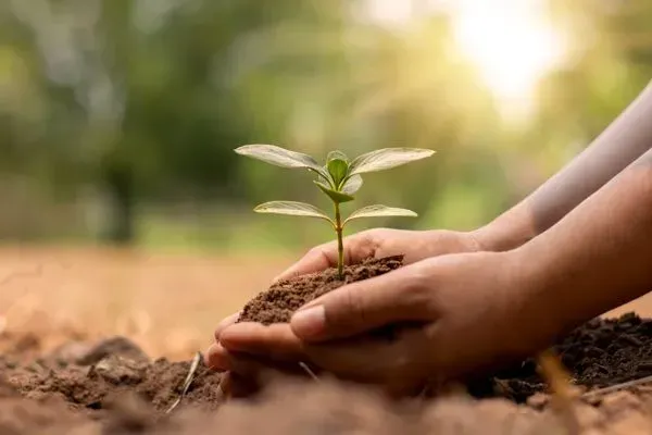 Hands Cupping a Small Green Plant — Environment Restoration Solutions in Armidale, NSW