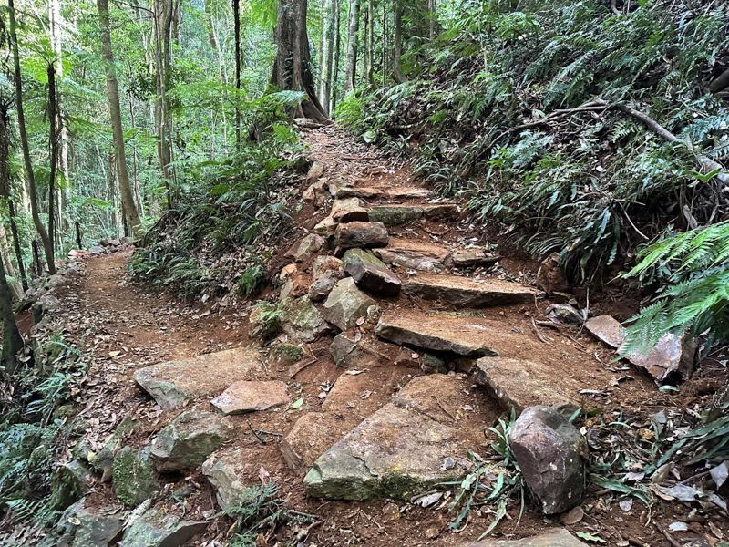 A Narrow Dirt Hiking Trail in a Lush Forest Features Uneven Stone Steps Built Into the Rising Slope — Environment Restoration Solutions in Waterview Heights, NSW