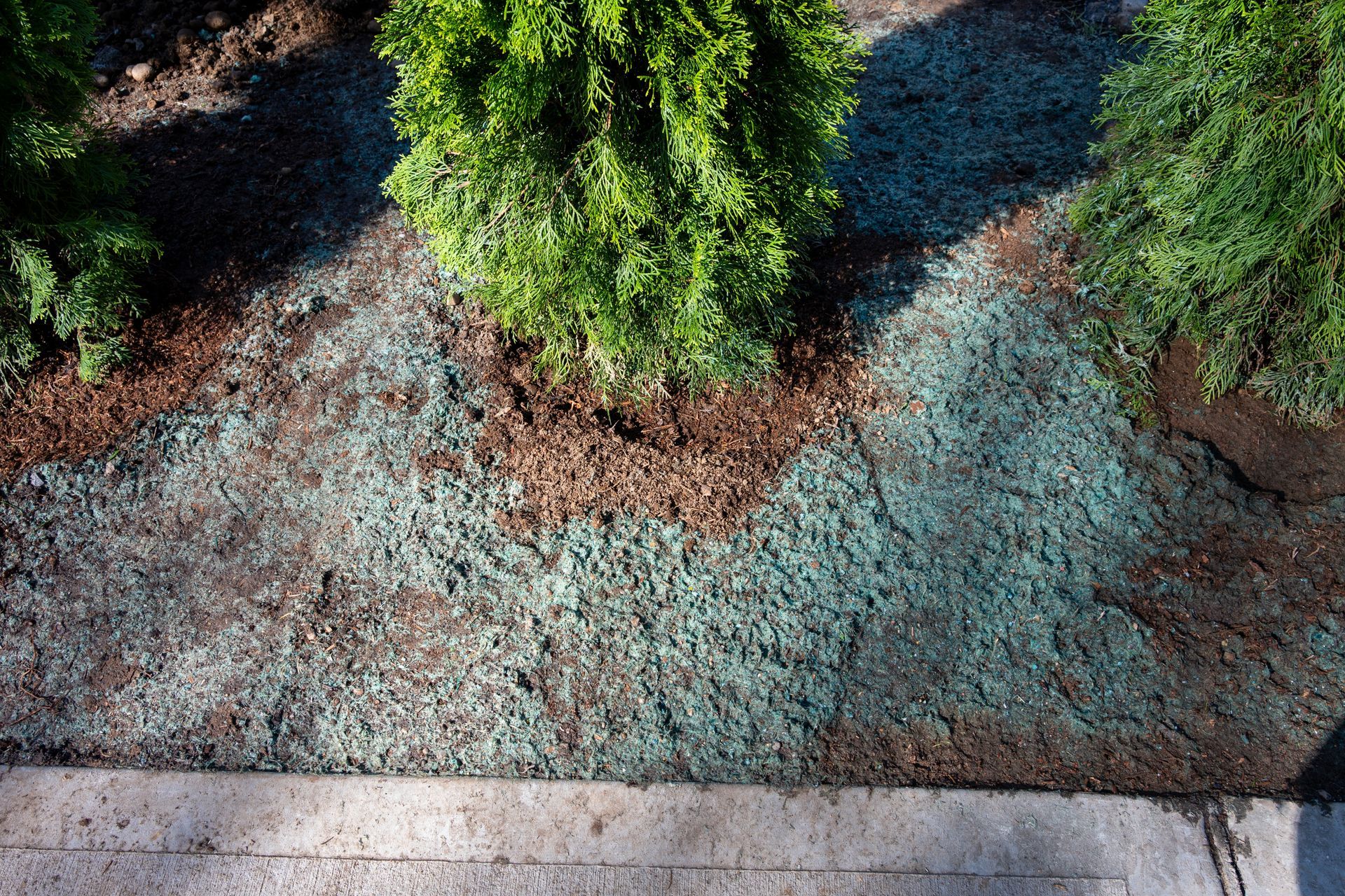 Two Evergreen Bushes Framed by Brown Mulch and Patches of Blue — Environment Restoration Solutions in Waterview Heights, NSW