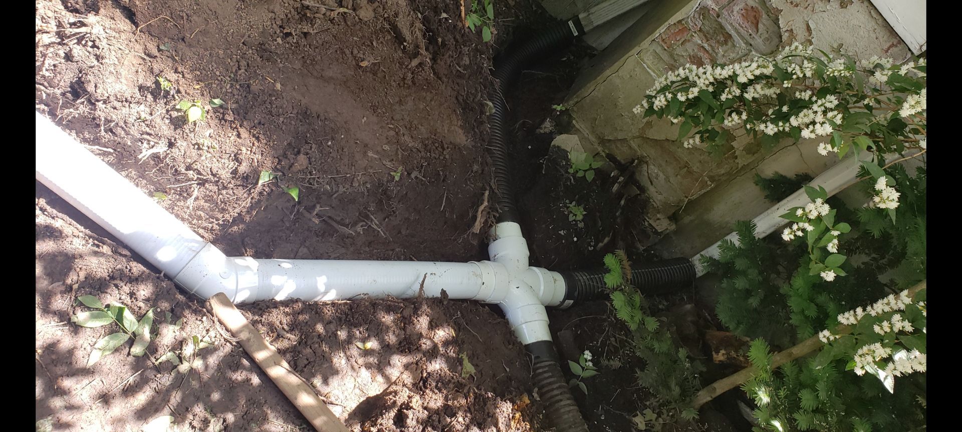 White PVC pipe running through dirt beside a wall, with plants and leaves nearby.