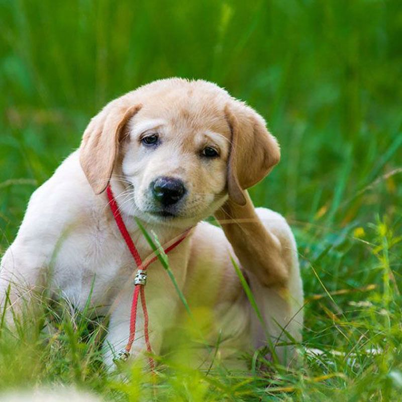 Golden retriever puppy sitting in green grass, wearing a red leash and looking at the camera