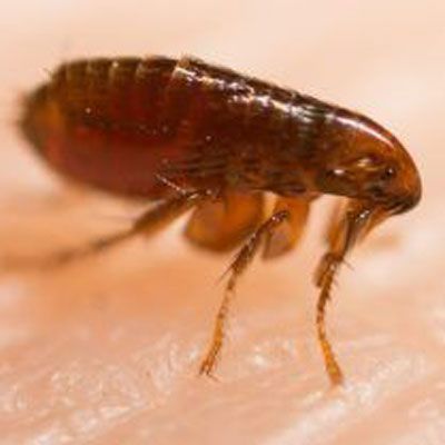 Close-up of a brown flea on human skin