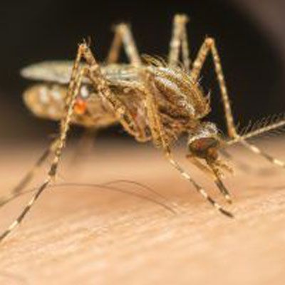 Mosquito feeding on human skin, close-up view.