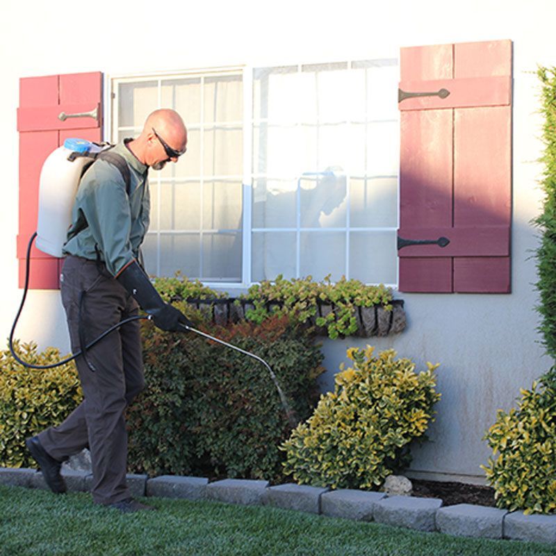 Gardener spraying shrubs beside a house with pink shutters and a white window