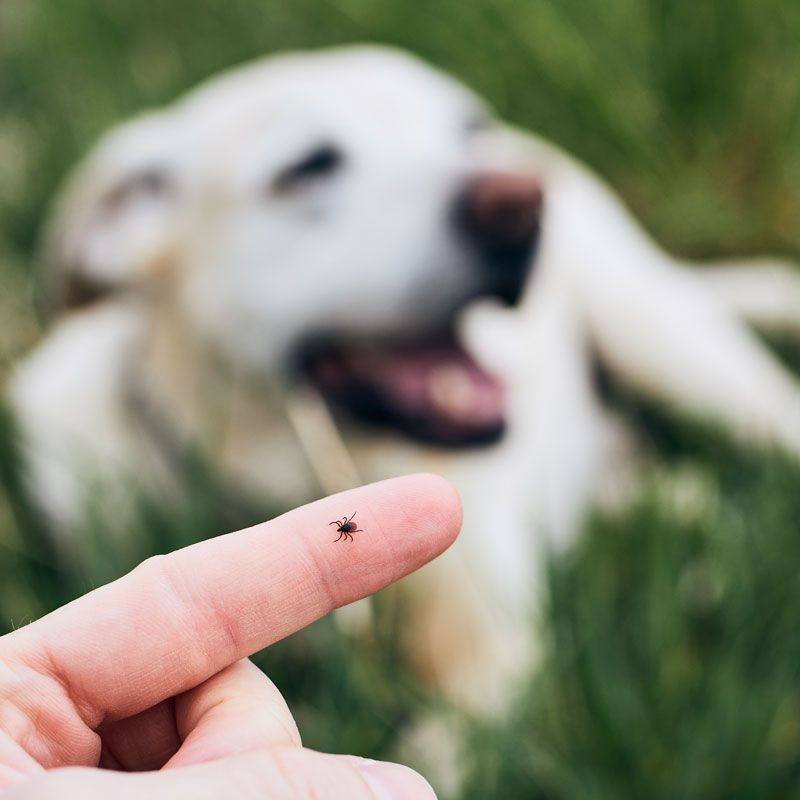 Finger with a tiny spider in focus, with a blurred white dog in the grassy background