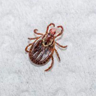 Brown tick on a light surface, shown close up