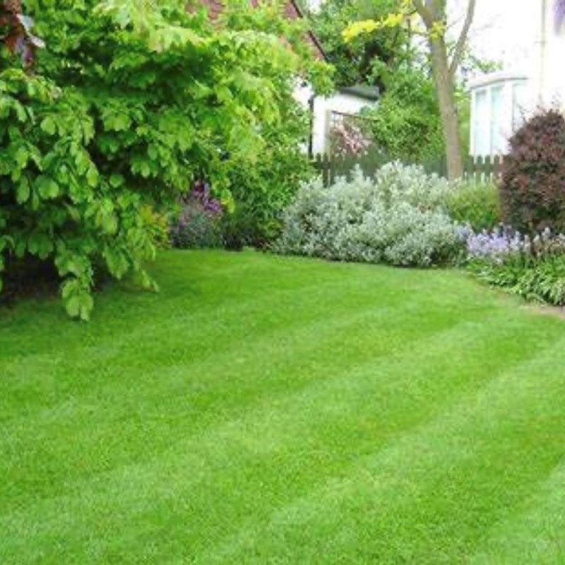 Lush green lawn in a garden with trees, shrubs, and a white house in the background