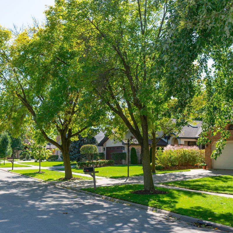Tree-lined suburban street with brick houses, green lawns, and a sunny sidewalk