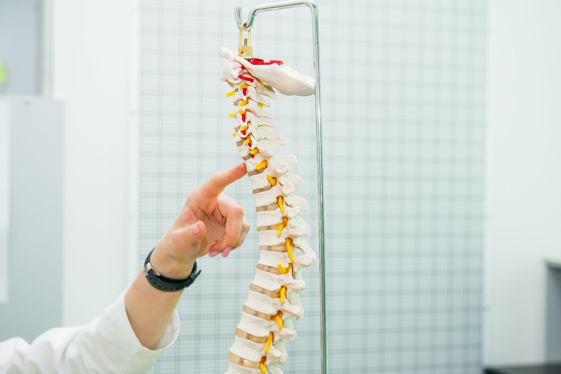 Person pointing at a model of a spine, possibly in a medical office setting.