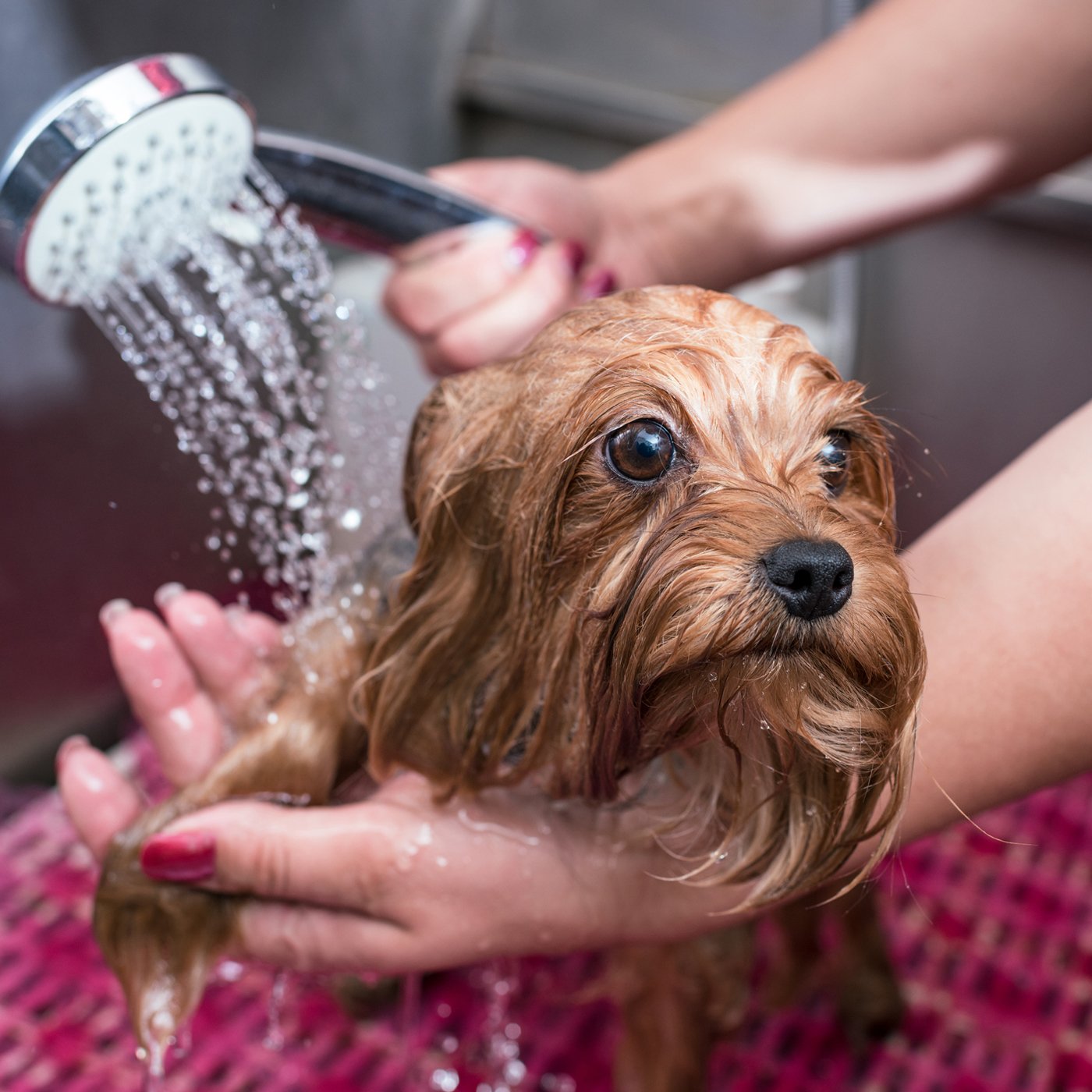 Your Local Pet Groomer Indianapolis, IN Bow Wow Meow Boutique