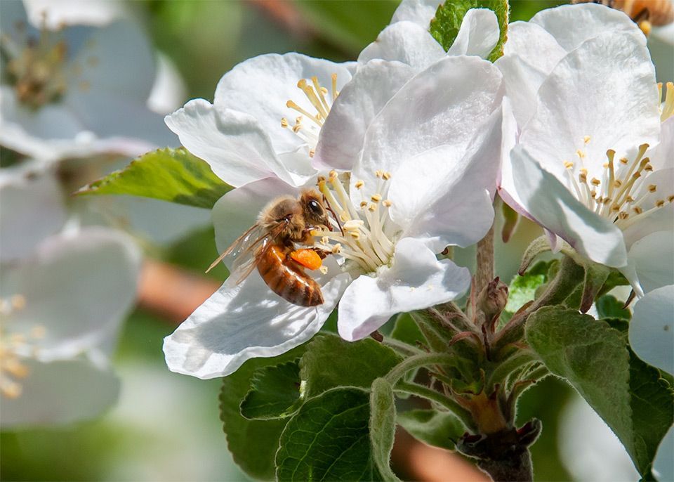 Beekeeping Workshop