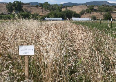 Cultivating Heirloom Grain image