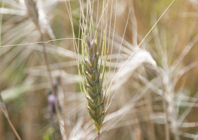 Cultivating Heirloom Grain image
