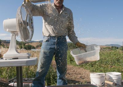 Cultivating Heirloom Grain image