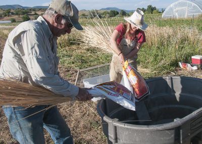 Cultivating Heirloom Grain image