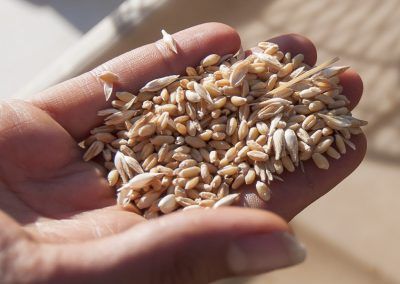 Cultivating Heirloom Grain image