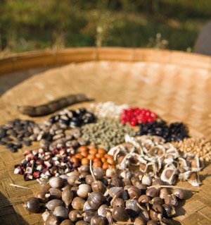 Assorted colorful seeds and beans spread on a woven tray in sunlight