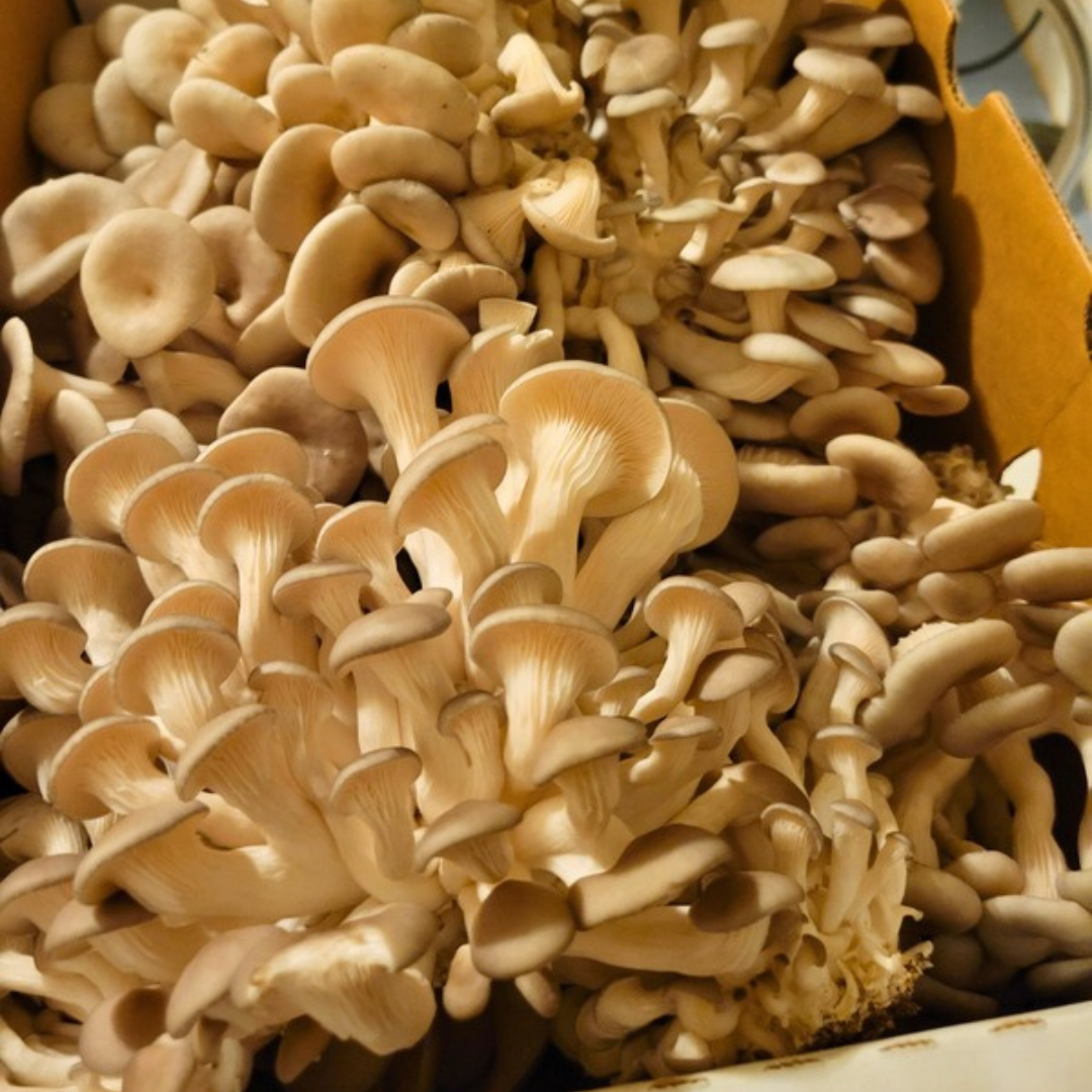 Assorted tan and white oyster mushrooms piled together in a cardboard box
