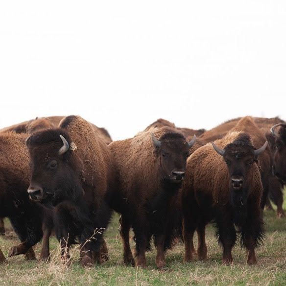 Three brown bison standing in a grassy field