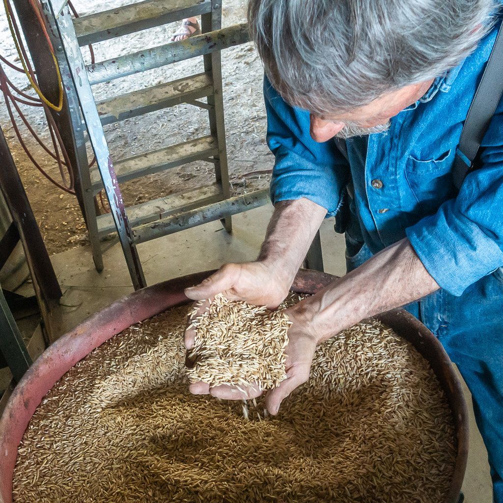 Person scoops grain from a large tub into cupped hands in a barn-like setting